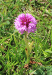 Pyramidal-Orchid